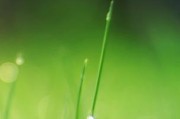 手机拍照绿色草地发黄如何调整？