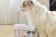 猫咪饮水机里的水该如何处理（保障猫咪健康）