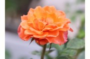 手机拍摄月季花怎样更美观？