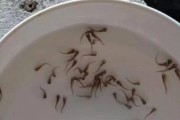 冰箱养鱼苗的禁忌（探究冰箱养鱼苗不可行的原因及风险）