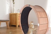 猫跑步机脱轨问题的解决方案（如何防止猫跑步机脱轨及修复方法）