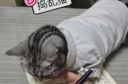为何来我家时不宜使用手机拍照？