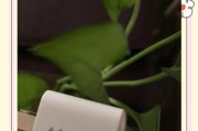 充电器快充不显示字母是什么原因？如何解决？