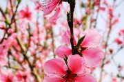 苹果手机樱花照拍摄技巧是什么？