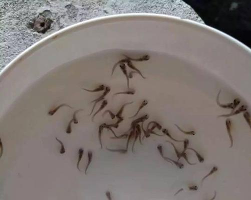 冰箱养鱼苗的禁忌（探究冰箱养鱼苗不可行的原因及风险）