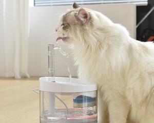 猫咪饮水机里的水该如何处理（保障猫咪健康）