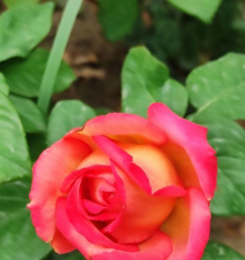 手机拍摄月季花怎样更美观？