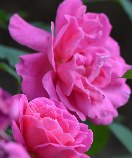 手机拍摄月季花怎样更美观？