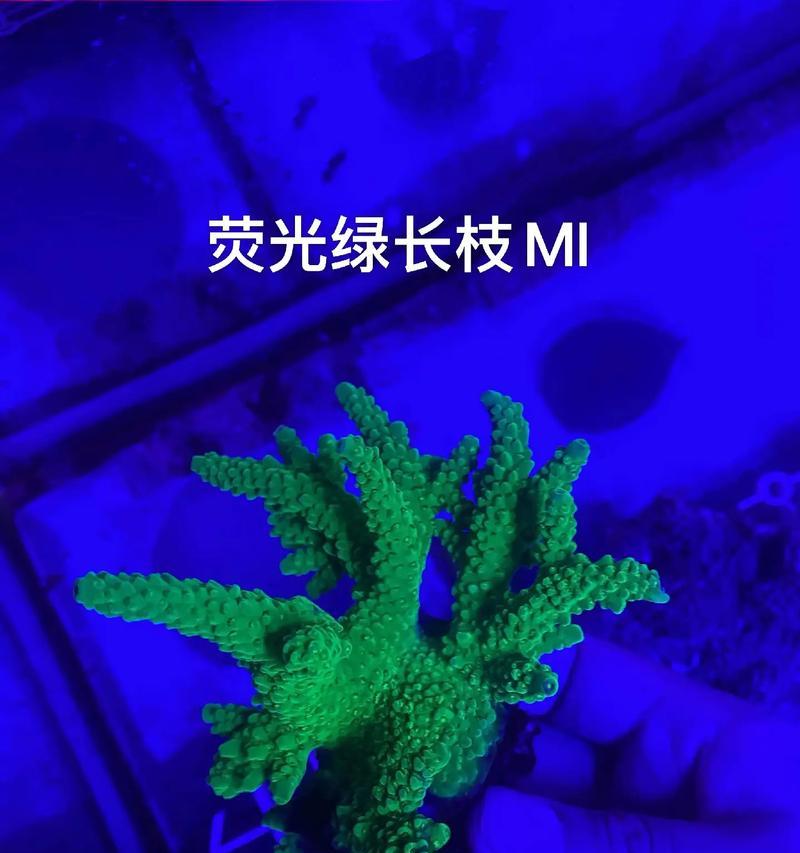 手机拍照出现荧光绿点是什么原因？如何解决？