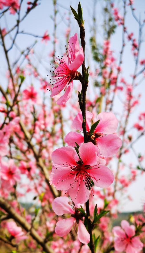 苹果手机樱花照拍摄技巧是什么？