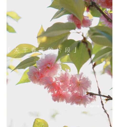 苹果手机樱花照拍摄技巧是什么？