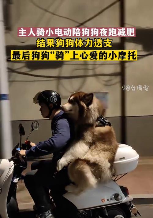 小狗电瓶车售后服务如何？遇到问题如何处理？